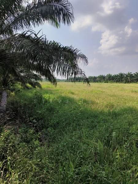 Agricultural Land for Sale in Simpang Renggam (Johor) - Steve Tey - Exterior - PropertyGuru.com.my