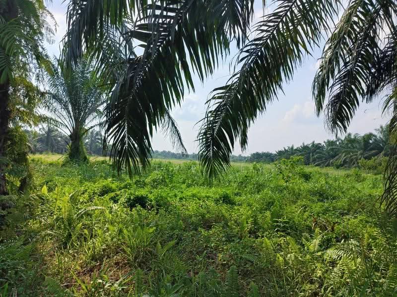Agricultural Land for Sale in Simpang Renggam (Johor) - Steve Tey - Garden - PropertyGuru.com.my