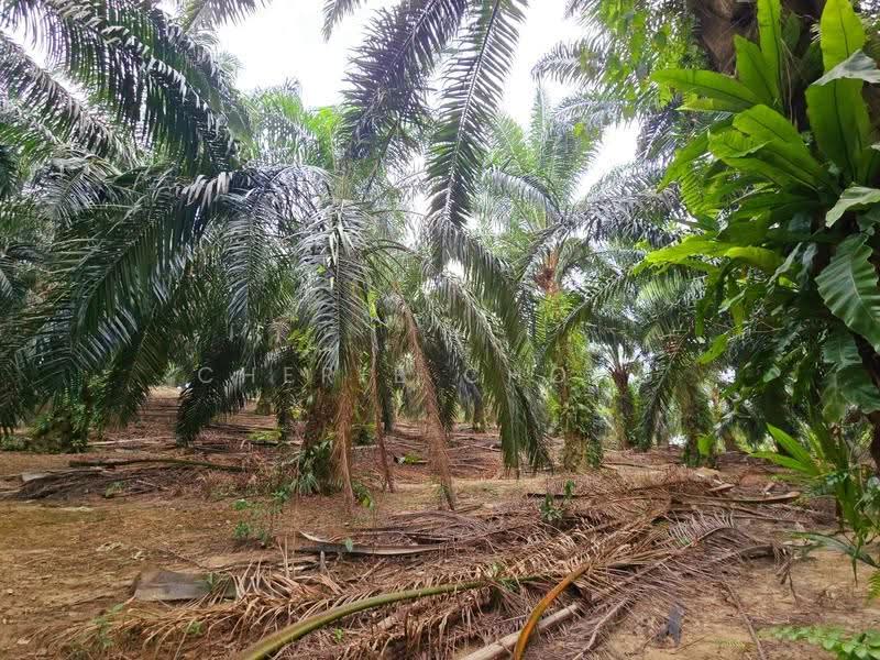 Agricultural Land for Sale in Kuala Kangsar (Perak) - Cherie Chong - PropertyGuru.com.my