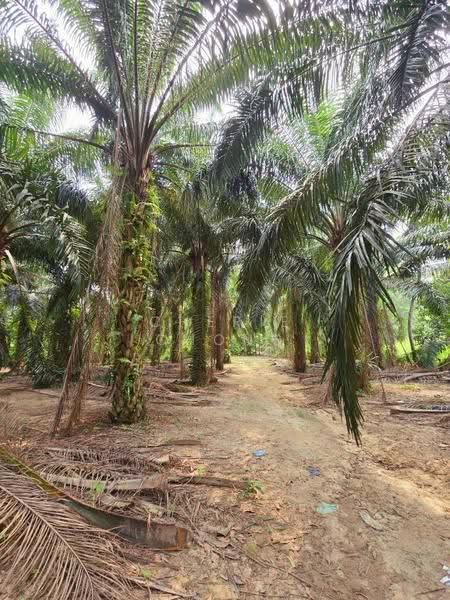 Agricultural Land for Sale in Kuala Kangsar (Perak) - Cherie Chong - PropertyGuru.com.my