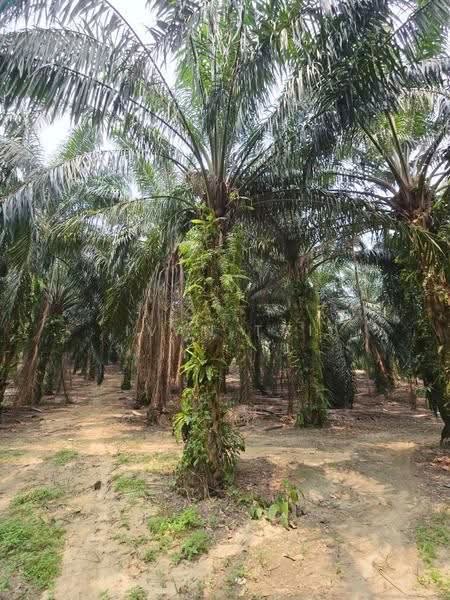 Agricultural Land for Sale in Lawin (Ipoh) - Ivan Tai - PropertyGuru.com.my