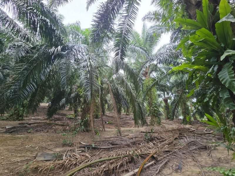 Agricultural Land for Sale in Lawin (Ipoh) - Ivan Tai - PropertyGuru.com.my
