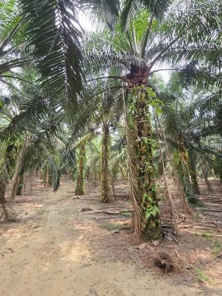 Agricultural Land for Sale in Lawin (Ipoh) - Ivan Tai - PropertyGuru.com.my