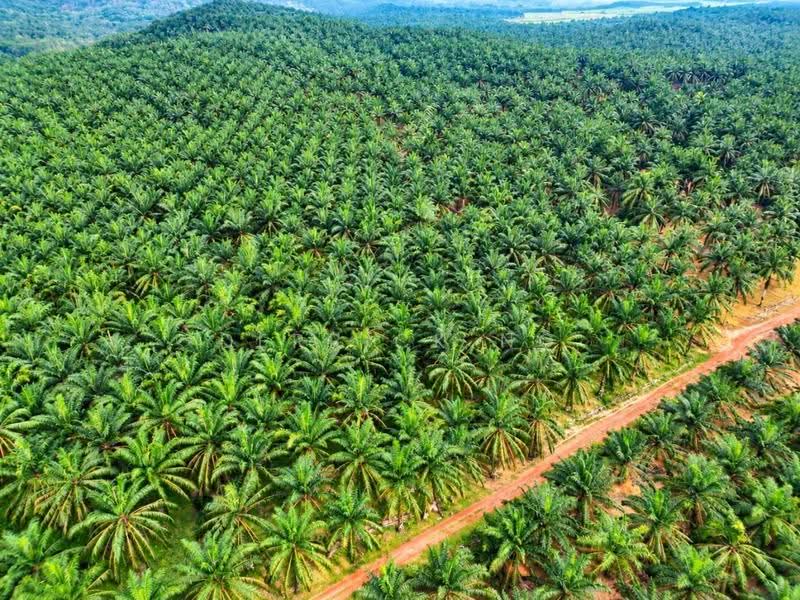 Tanah Pertanian untuk Dijual di Bukit Selambau (Kedah) - Derrick Ng - PropertyGuru.com.my