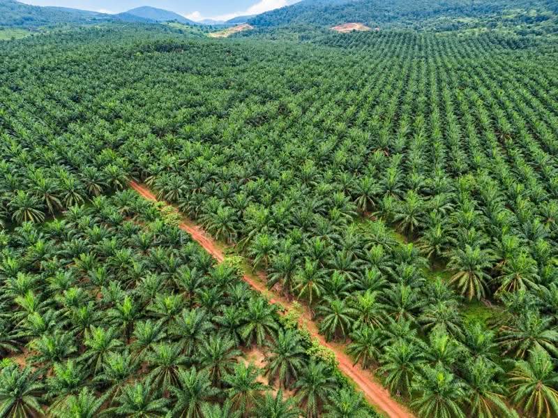 Tanah Pertanian untuk Dijual di Bukit Selambau (Kedah) - Derrick Ng - PropertyGuru.com.my