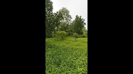 Tanah Pertanian untuk Dijual di Kampung Rambah (Pontian) - Eric Lu - PropertyGuru.com.my