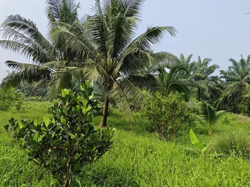 Tanah Pertanian untuk Dijual di Kampung Rambah (Pontian) - Eric Lu - PropertyGuru.com.my