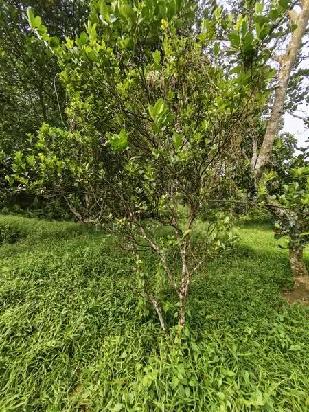 Tanah Pertanian untuk Dijual di Kampung Rambah (Pontian) - Eric Lu - PropertyGuru.com.my