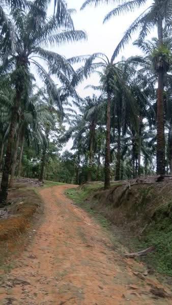 Tanah Pertanian untuk Dijual di Serendah (Rawang) - Amanda Ng - PropertyGuru.com.my