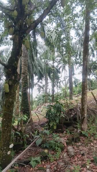 Tanah Pertanian untuk Dijual di Serendah (Rawang) - Amanda Ng - PropertyGuru.com.my