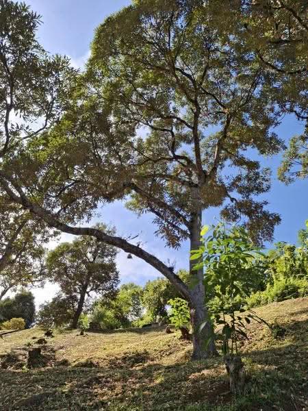 Tanah Banglo untuk Dijual di Tapah (Perak) - William Gooi - PropertyGuru.com.my