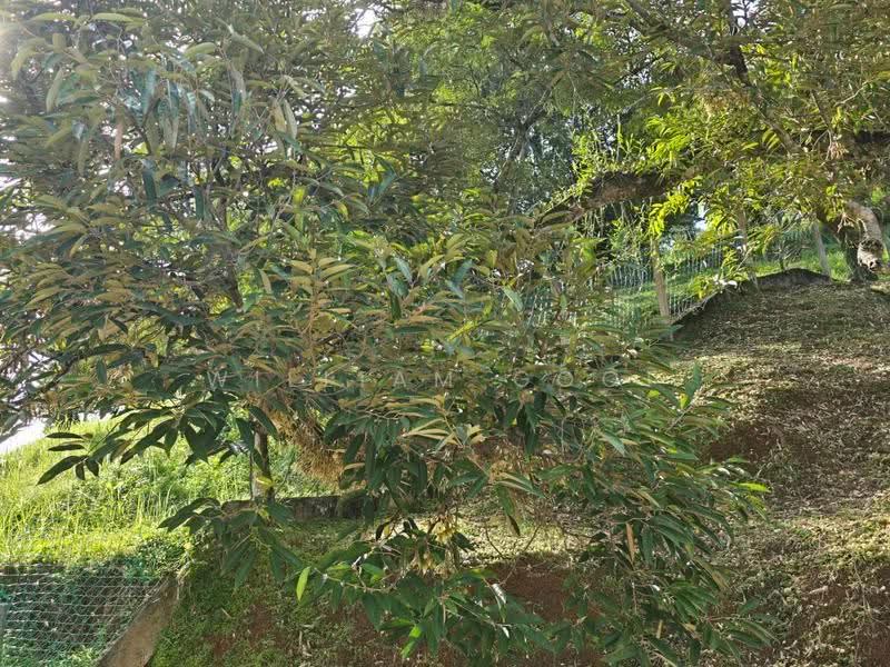 Tanah Banglo untuk Dijual di Tapah (Perak) - William Gooi - PropertyGuru.com.my
