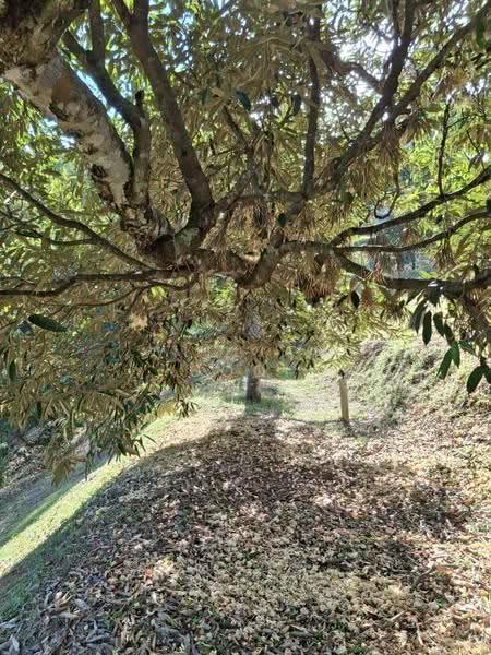 Tanah Banglo untuk Dijual di Tapah (Perak) - William Gooi - PropertyGuru.com.my