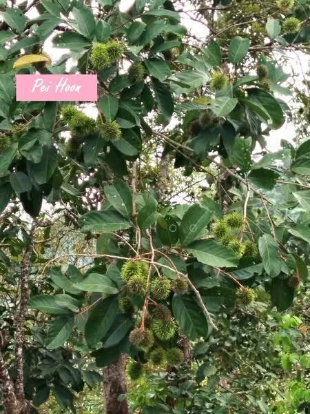 Agricultural Land for Sale in Relau (Sungai Ara) - Pei Hoon - PropertyGuru.com.my