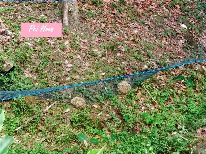 Agricultural Land for Sale in Relau (Sungai Ara) - Pei Hoon - PropertyGuru.com.my