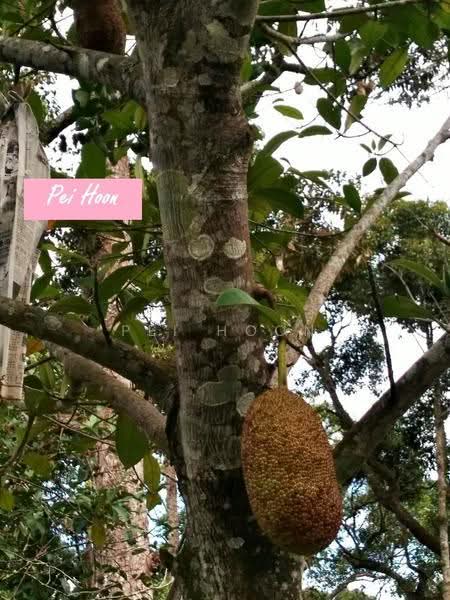 Agricultural Land for Sale in Relau (Sungai Ara) - Pei Hoon - PropertyGuru.com.my