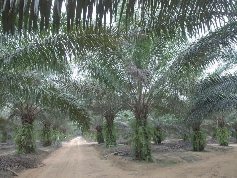 Agricultural Land for Sale in Tasek Gelugor (Penang) - Elvis Liang - PropertyGuru.com.my