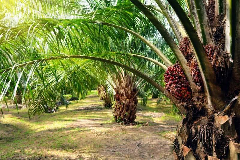Agricultural Land for Sale in Tasek Gelugor (Penang) - Elvis Liang - PropertyGuru.com.my