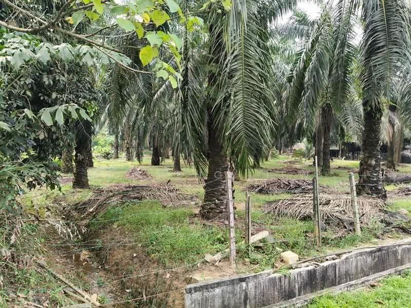 Tanah Pertanian untuk Dijual di Bukit Mertajam (Penang) - Kai Meng Liew - PropertyGuru.com.my