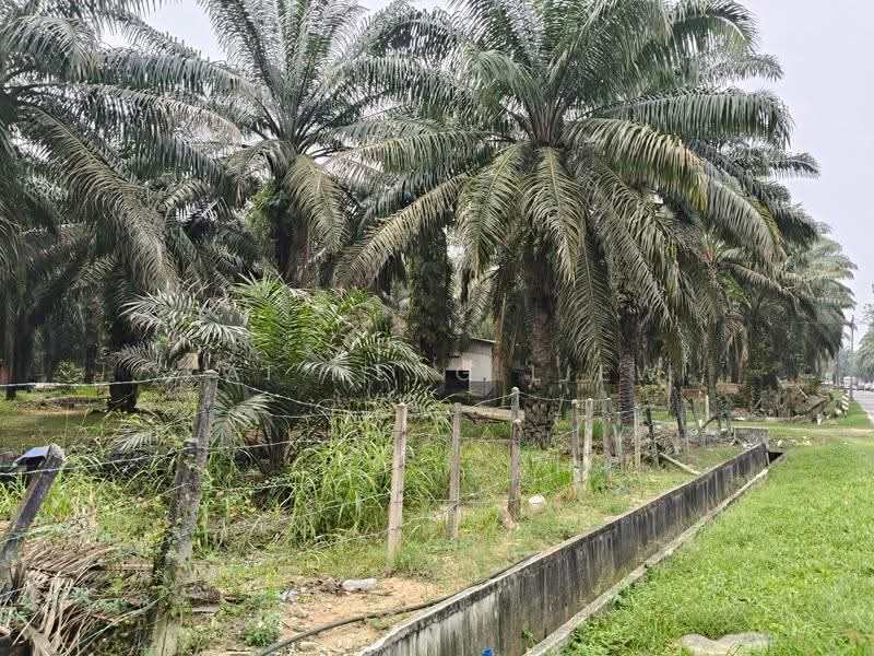Tanah Pertanian untuk Dijual di Bukit Mertajam (Penang) - Kai Meng Liew - PropertyGuru.com.my