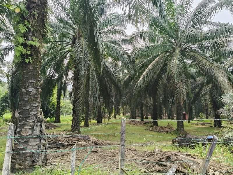 Tanah Pertanian untuk Dijual di Bukit Mertajam (Penang) - Kai Meng Liew - PropertyGuru.com.my