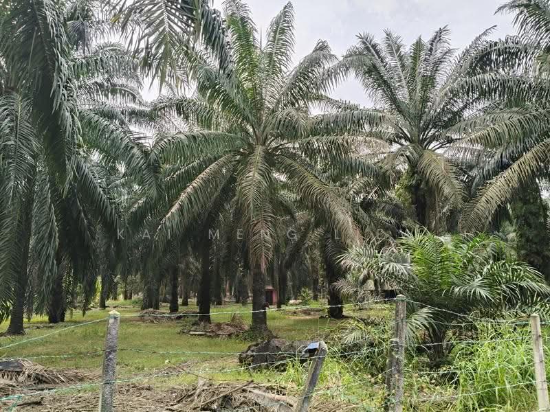Tanah Pertanian untuk Dijual di Bukit Mertajam (Penang) - Kai Meng Liew - PropertyGuru.com.my