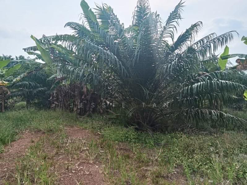 Tanah Pertanian untuk Dijual di Pontian (Johor) - Jessie Tan - PropertyGuru.com.my