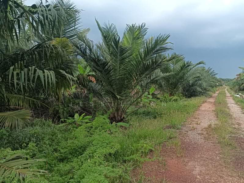 Tanah Pertanian untuk Dijual di Pontian (Johor) - Jessie Tan - PropertyGuru.com.my