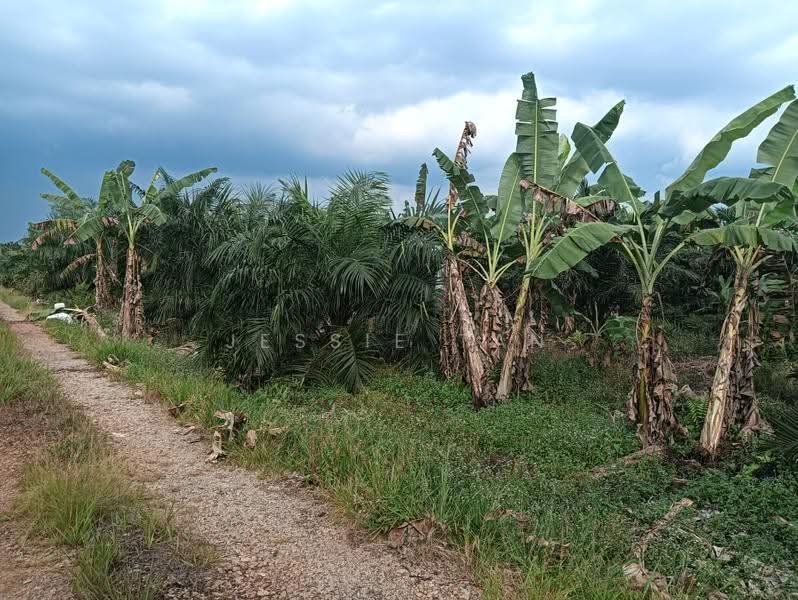 Tanah Pertanian untuk Dijual di Pontian (Johor) - Jessie Tan - PropertyGuru.com.my