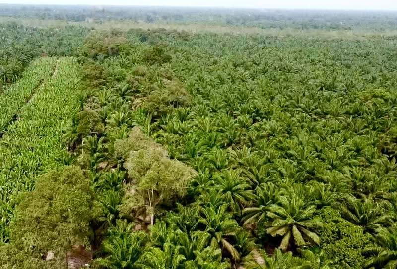 Tanah Pertanian untuk Dijual di Pontian (Johor) - Jessie Tan - PropertyGuru.com.my