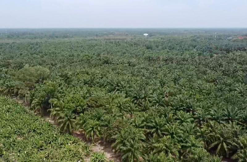Tanah Pertanian untuk Dijual di Pontian (Johor) - Jessie Tan - PropertyGuru.com.my