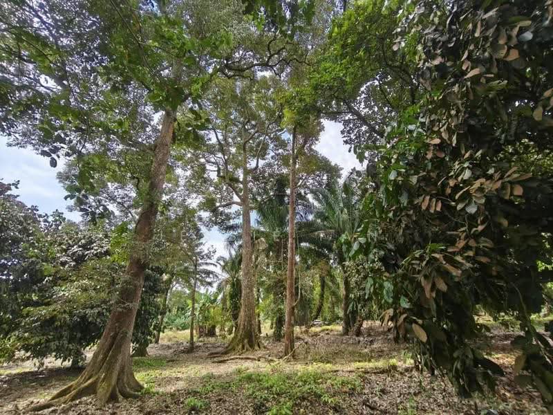 Tanah Pertanian untuk Dijual di Pontian (Johor) - Jessie Tan - PropertyGuru.com.my