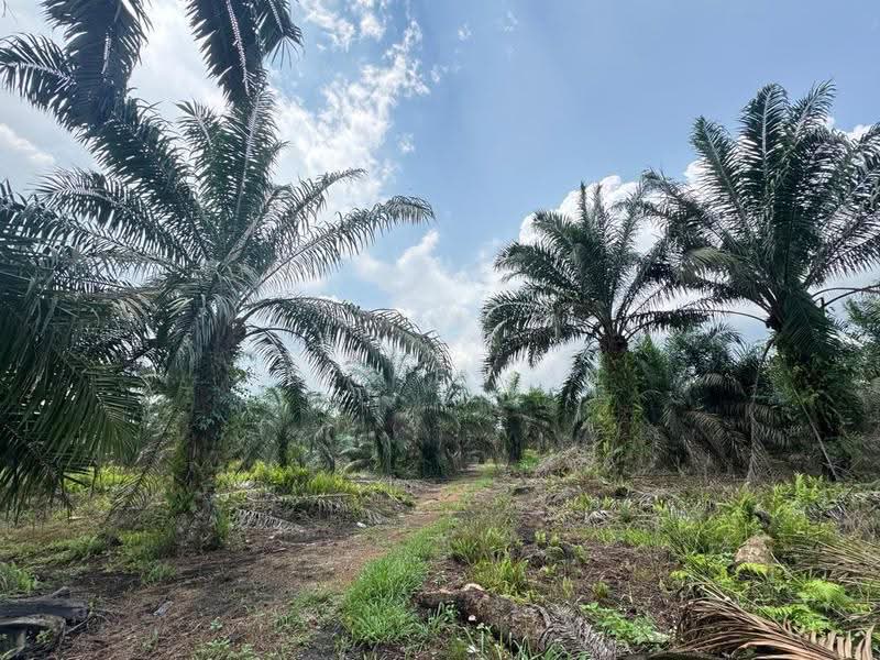 Tanah Pertanian untuk Dijual di Pontian (Johor) - Jessie Tan - PropertyGuru.com.my