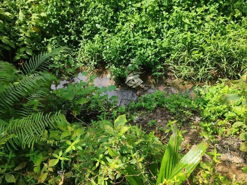 Agricultural Land for Sale in Pekan Nanas (Johor) - Jessie Tan - PropertyGuru.com.my