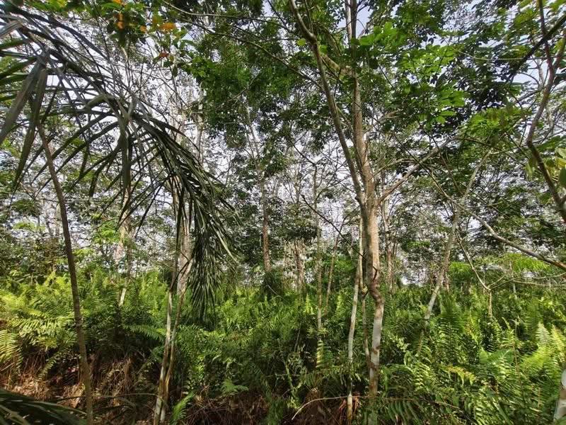 Agricultural Land for Sale in Pekan Nanas (Johor) - Jessie Tan - PropertyGuru.com.my