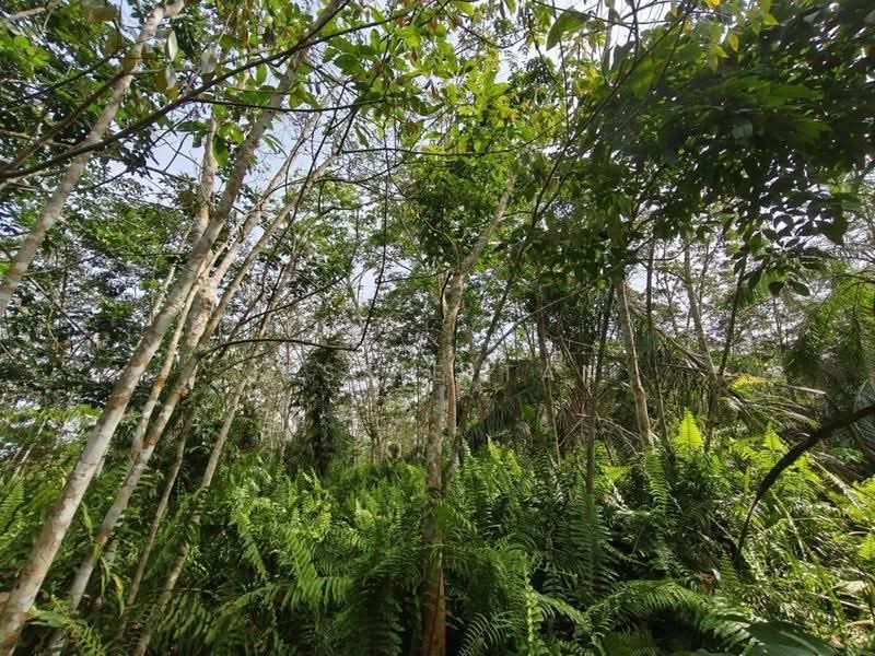 Agricultural Land for Sale in Pekan Nanas (Johor) - Jessie Tan - PropertyGuru.com.my
