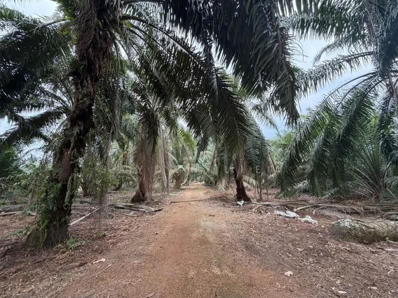 Tanah Pertanian untuk Dijual di Benut (Johor) - Jayden Liew - PropertyGuru.com.my