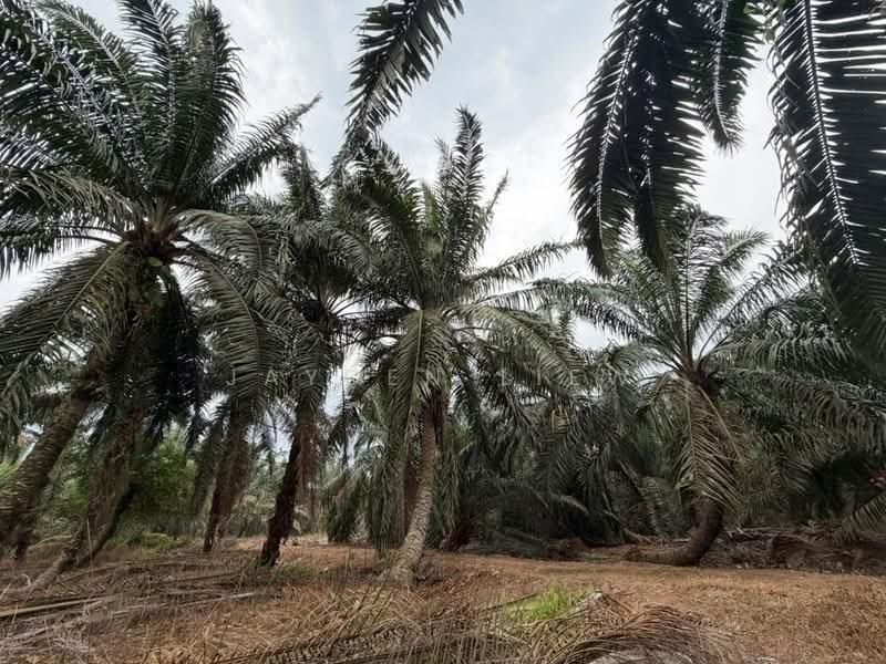 Tanah Pertanian untuk Dijual di Benut (Johor) - Jayden Liew - PropertyGuru.com.my