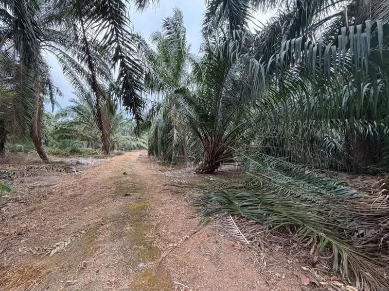 Tanah Pertanian untuk Dijual di Benut (Johor) - Jayden Liew - PropertyGuru.com.my