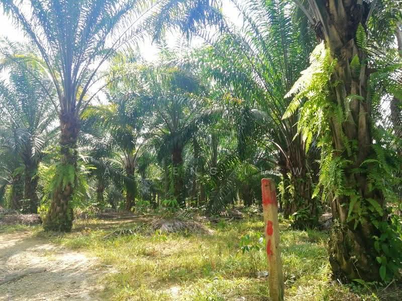 Agricultural Land for Sale in Bukit Mertajam (Penang) - Kai Meng Liew - PropertyGuru.com.my