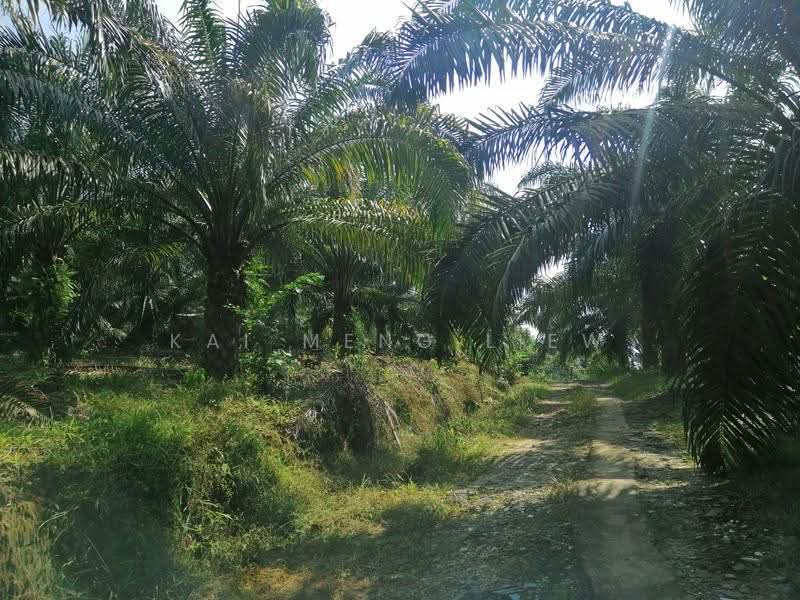 Agricultural Land for Sale in Bukit Mertajam (Penang) - Kai Meng Liew - PropertyGuru.com.my