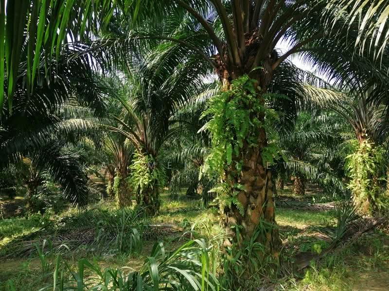 Agricultural Land for Sale in Bukit Mertajam (Penang) - Kai Meng Liew - PropertyGuru.com.my