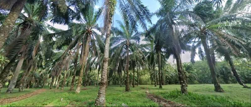 Agricultural Land for Sale in Bentong (Pahang) - CS Tan - PropertyGuru.com.my