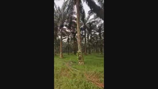 Tanah Pertanian untuk Dijual di Kulai (Johor) - CS Tan - PropertyGuru.com.my