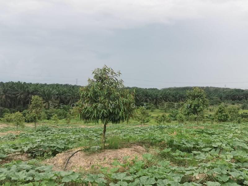 Tanah Pertanian untuk Dijual di Yong Peng (Johor) - Seowamiga Ten - PropertyGuru.com.my