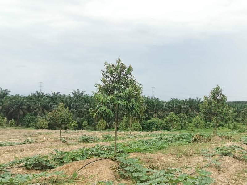 Tanah Pertanian untuk Dijual di Yong Peng (Johor) - Seowamiga Ten - PropertyGuru.com.my