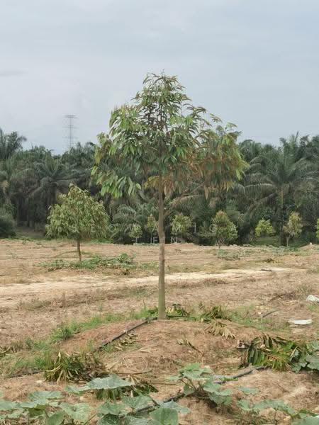 Tanah Pertanian untuk Dijual di Yong Peng (Johor) - Seowamiga Ten - PropertyGuru.com.my