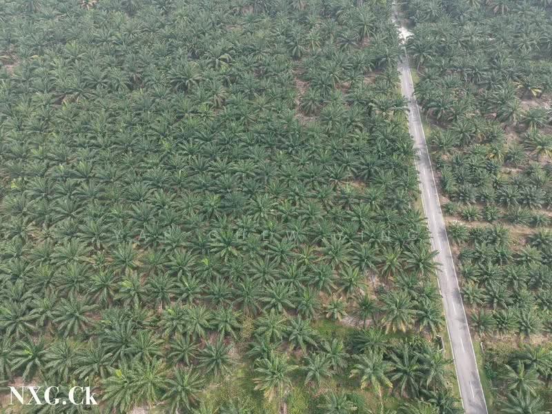 Tanah Pertanian untuk Dijual di Kampung Sri Cheeding (Jenjarom) - Yap Chew Ying - PropertyGuru.com.my