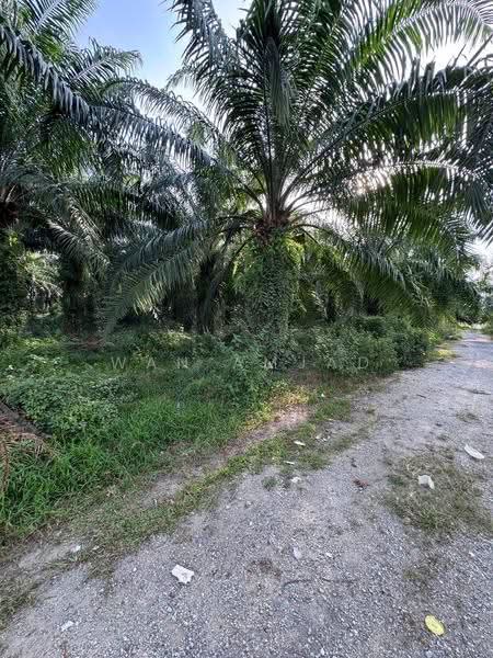 Agricultural Land for Sale in Kampung Bukit Changgang (Tanjong Duabelas) - Wan Amjad - PropertyGuru.com.my