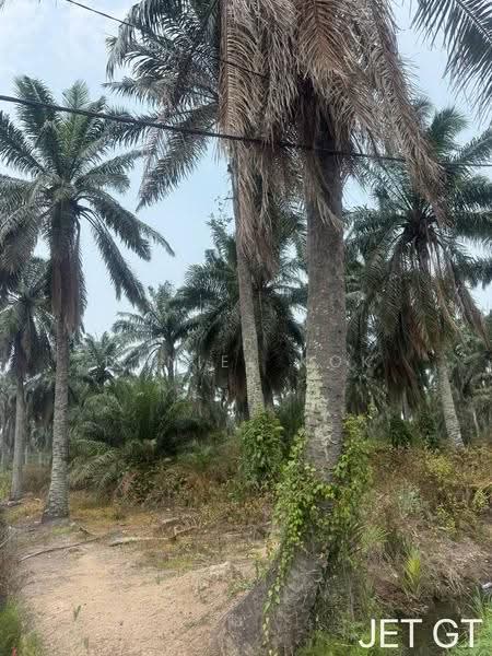 Agricultural Land for Sale in Kampung Tambak Jawa (Jeram) - Daniel Kok - PropertyGuru.com.my